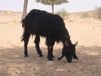 goat in desert